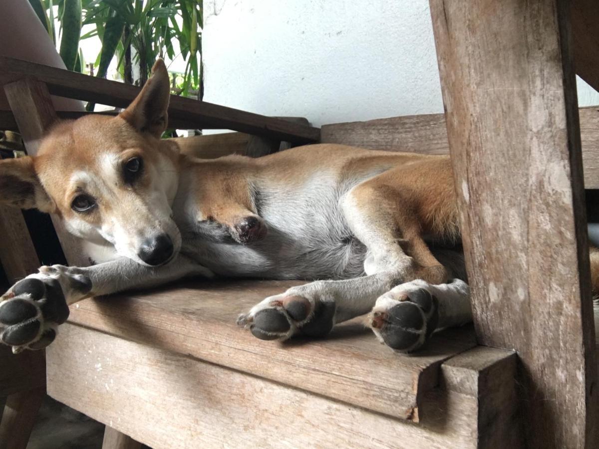 Imchai Pai Ngoại thất bức ảnh