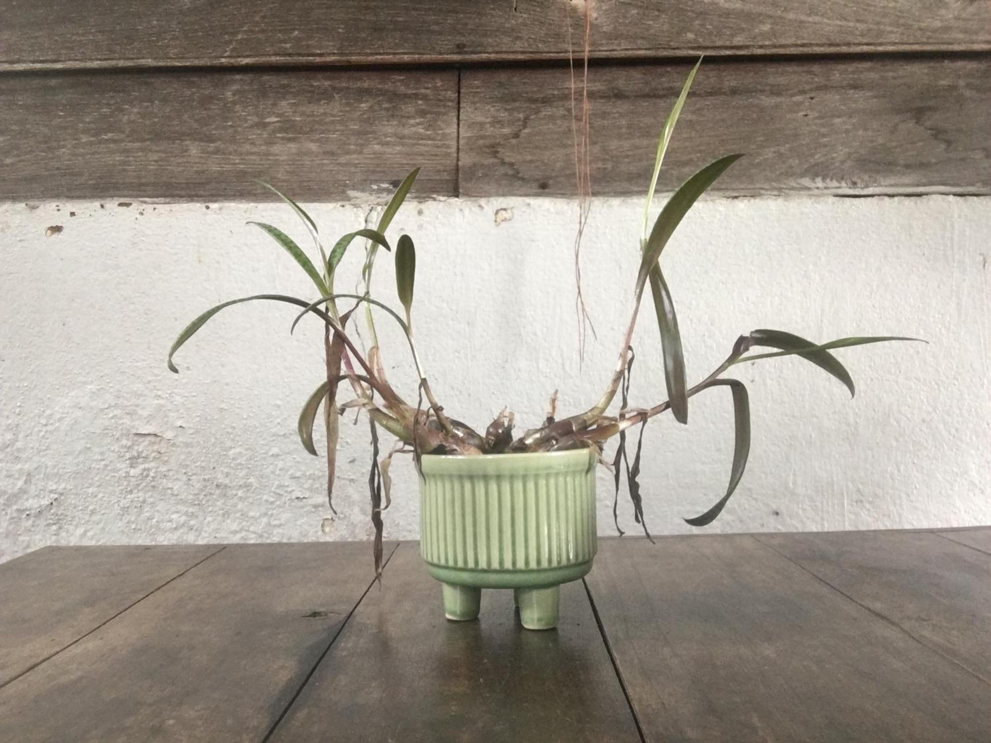 Imchai Pai Ngoại thất bức ảnh